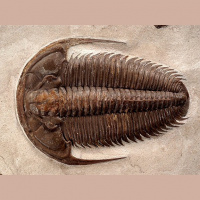 Podcast 138 - Cambrian Food