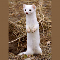 Podcast 141 - Save the Weasels