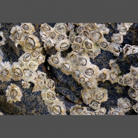 Podcast 248 - Chucky D Facts