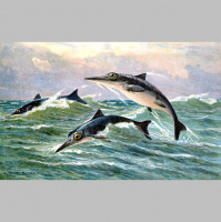 Podcast 7 - Fish Lizards