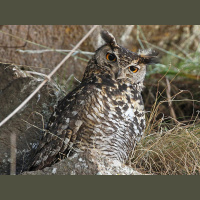 Podcast 237 - Day Walkers