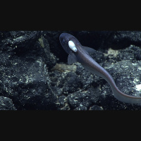 Podcast 174 - Feeling Drained Parasites in the Fossil Record