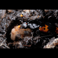 Podcast 179 - Pollinators and Begging Grubs Studies of Insect Behavior