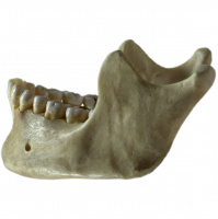 Podcast 266 - Tooth and Jaw