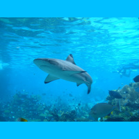 Podcast 222 - Static Hiss