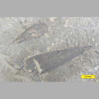 Podcast 154 - Heyo Hyoliths