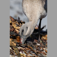 Podcast 206 - In The Face