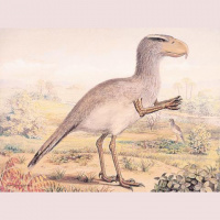 Podcast 111 - Giant Killer Birds