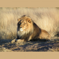 Podcast 110 - Maneater