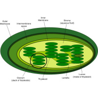 Podcast 299 - Small Green Things