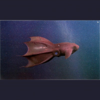 Podcast 242 - CT Scan Your Blood Starved Beasts