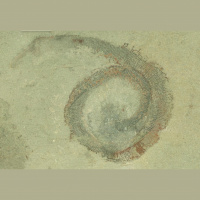 Podcast 185 - As the Worm Turns