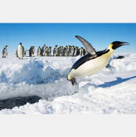 Podcast 250 - Penguin Death Land 2 Death Harder