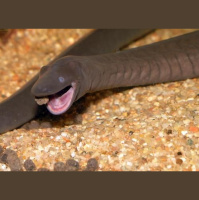 Podcast 115 - Amanda Now Wants Tiny Whales to be a Thing