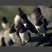 Podcast 139 - Whales and Birds Suck