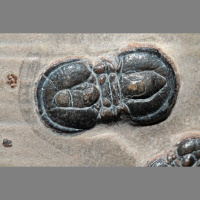 Podcast 169 - Learning about Agnostids