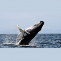 Podcast 101 - Sucky Whales