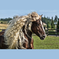 Podcast 205 - Horse Couture