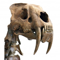 Podcast 135 - Competing Convergences