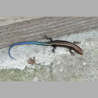 Podcast 143 - Squamate Talk