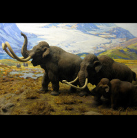 Podcast 98 - When the Mammal Extinctions Are