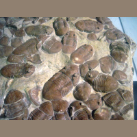 Podcast 114 - Trilobites Mice of the Paleozoic