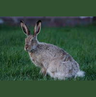 Podcast 223 - Amanda Loves Watership Down