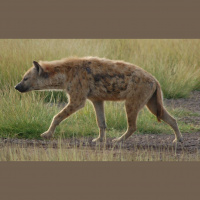 Podcast 121 - Reconstructing the Niche