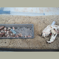 Podcast 196 - High Quality Discount Corpses