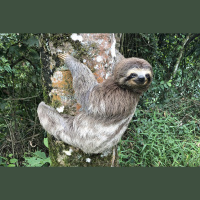 Podcast 257 - Slow Fliers