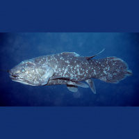 Podcast 107 - A Very Fishy Podcast