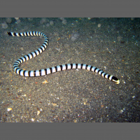 Podcast 224 - Second Times the Charm