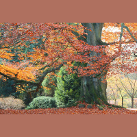 Podcast 259 - Niche Evolution or Conservatism