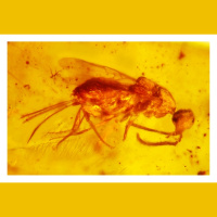 Podcast 157 - A Sticky Situation More Talk of Vertebrates in Amber