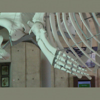 Podcast 186 - Fish Fingers and Mammal Fins