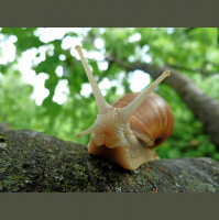 Podcast 258 - Problematica or Not?