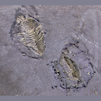 Podcast 296 - An Arm and a Head