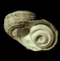 Podcast 180 - Worms and Snails