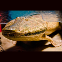 Podcast 229 - Non-Fishable Tetrapods