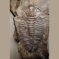 Podcast 295 - EeMoo or EeMyu