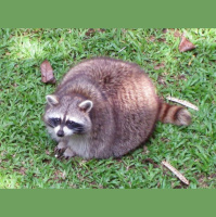 Podcast 298a - Operation Raccoon Part 1: Planning the Heist