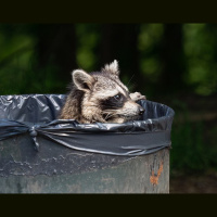 Podcast 298b - Operation Raccoon Part 2: The Approach