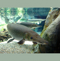 Podcast 240 - Chibi Gar