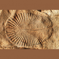 Podcast 151 - New Discoveries, Dickinsonia and Sauropodomorphs