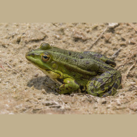 Podcast 279 - Frogcast