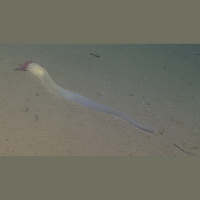 Podcast 219 - Brachiopod Vape Bros