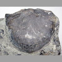 Podcast 289 - The Brachiopod Paradox