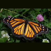 Podcast 129 - Curt Made Us Talk About Exaptation