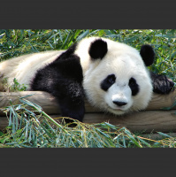 Podcast 112 - How Specialized Are Specialists?