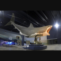 Podcast 241 - The Shark and the Whale